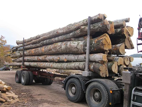 Hêtre en Grume – Camion de 50 Stères – Bois de Chauffage Idéal