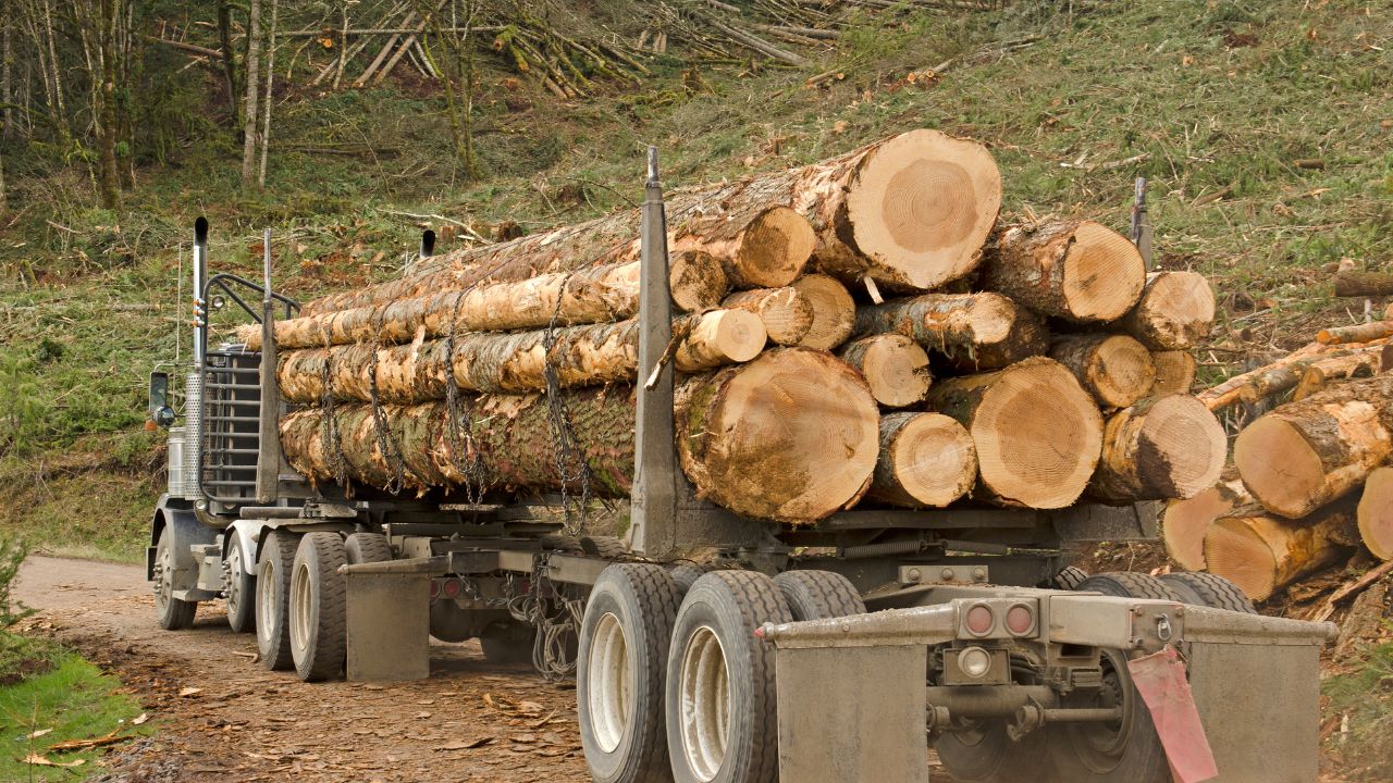 Bois de Chauffage Acacia – Camion de 50 Stères – Prêt à l’Emploi
